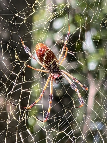 Golden Silk Spider