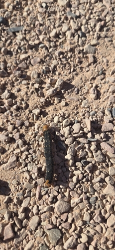 White-lined Sphinx