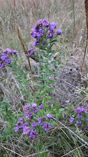New England aster