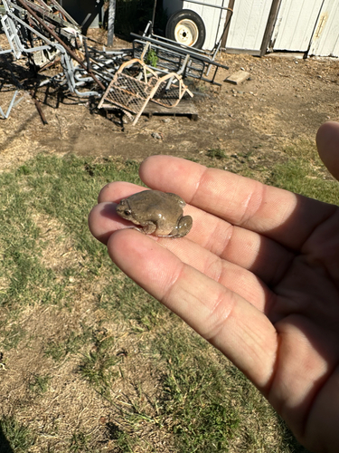 Western Narrow-mouthed Toad