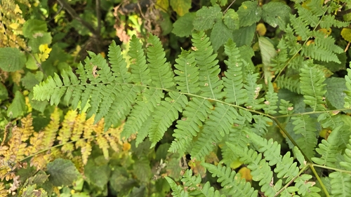 common bracken