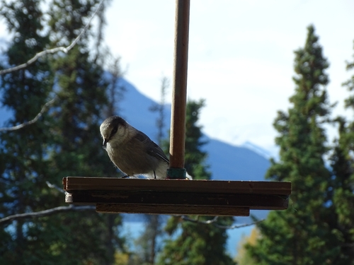Canada Jay