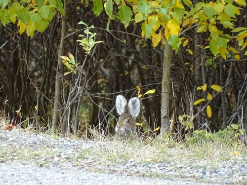 Snowshoe Hare