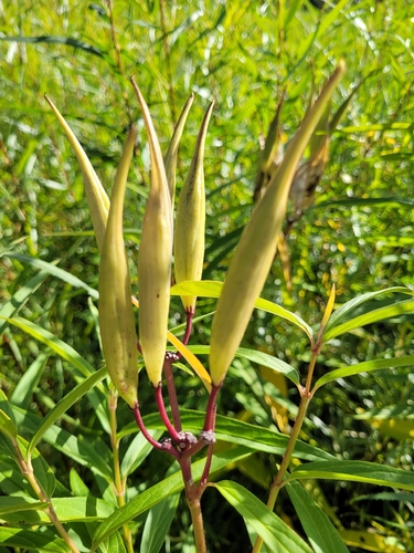 swamp milkweed