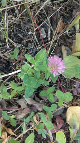 Red Clover