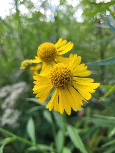 common sneezeweed