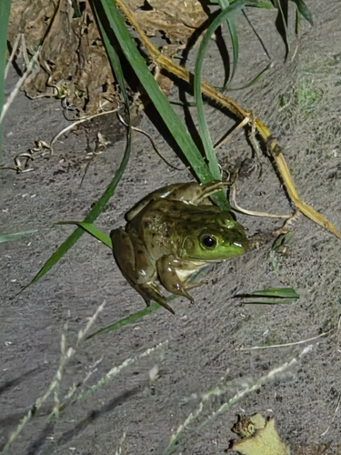 American Bullfrog