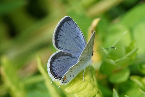 Eastern Tailed-Blue