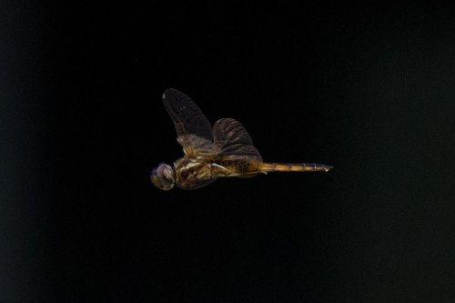 Hyacinth Glider