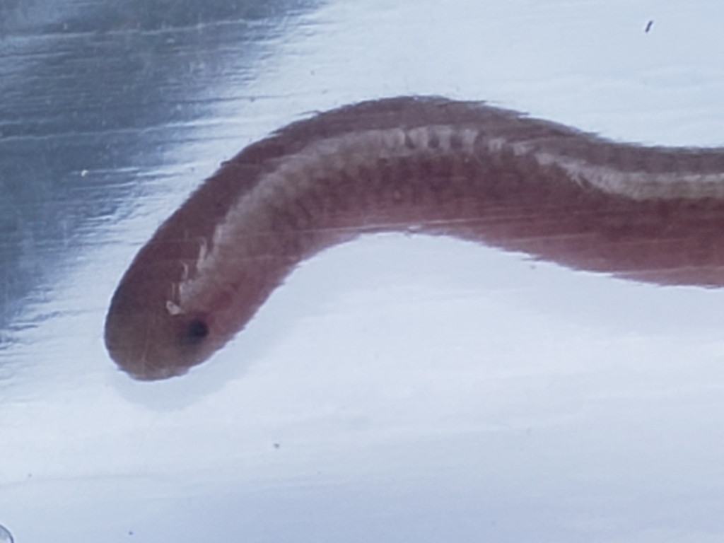 Texas Blind Snake from Saddlewood Estates, Austin, TX 78748, USA on May