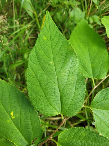 common hackberry