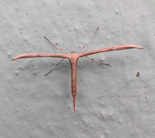 Morning-glory Plume Moth