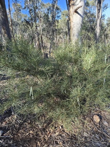 Flinders Range Wattle