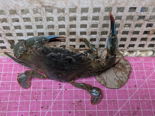 Crenate Swimming Crab