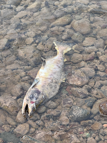 Pink Salmon
