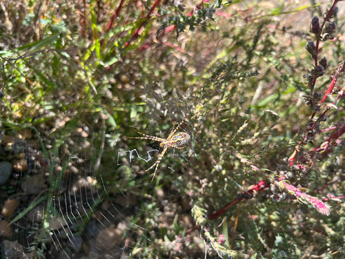 Banded Garden Spider