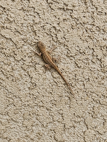Western Fence Lizard