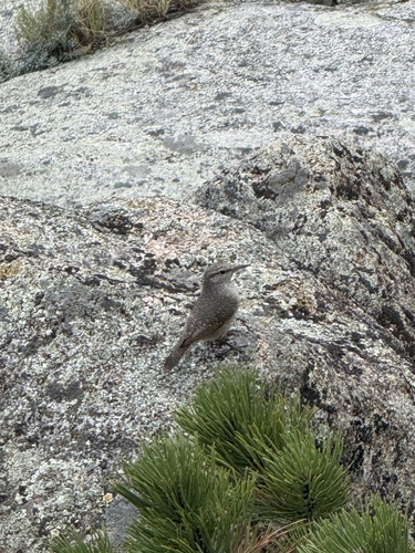 Rock Wren