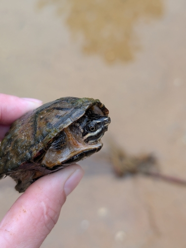 Eastern Musk Turtle