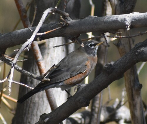 American Robin