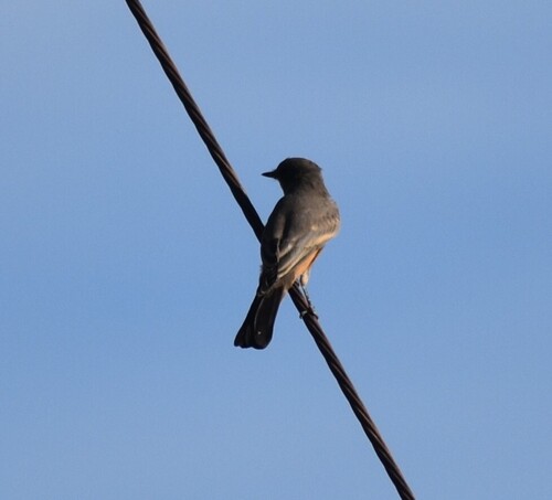 Say's Phoebe