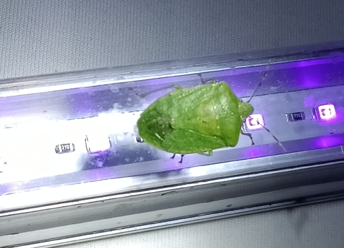 Southern Green Stink Bug