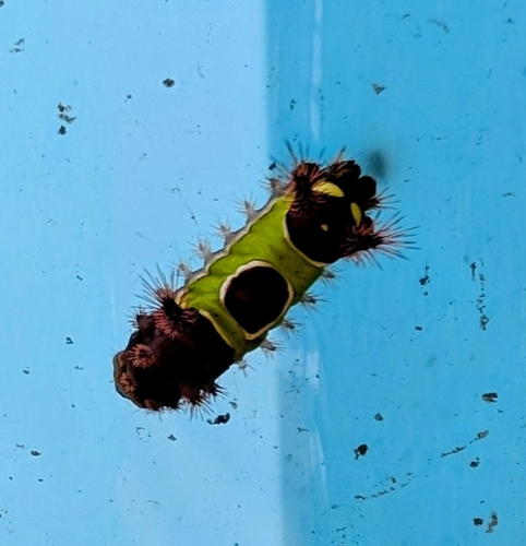 Saddleback Caterpillar Moth