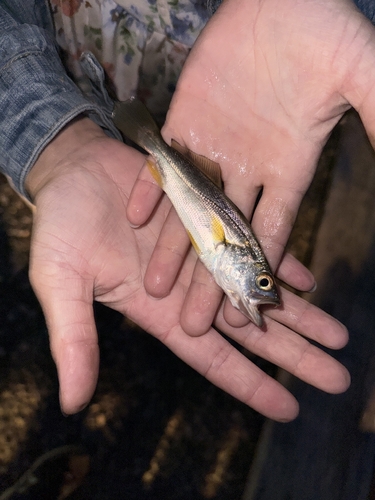 Weakfish