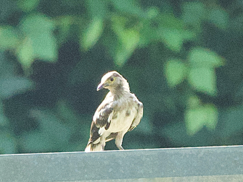 Black-collared Starling