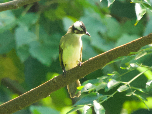 Light-vented Bulbul