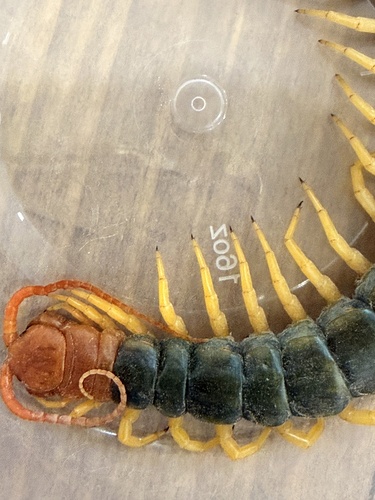 Giant Desert Centipede