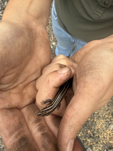 Common Five-lined Skink