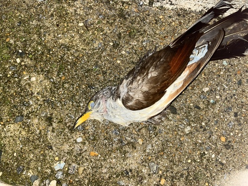 Yellow-billed Cuckoo