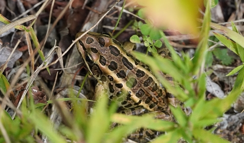Pickerel Frog