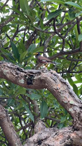 Common Myna