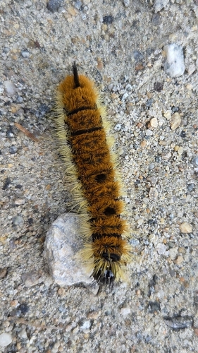 Large Gray Dagger