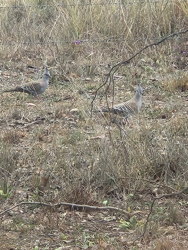 Crested Pigeon