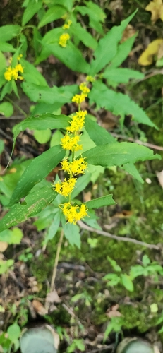 bluestem goldenrod