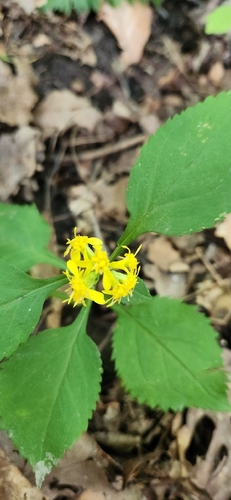 broad-leaved goldenrod