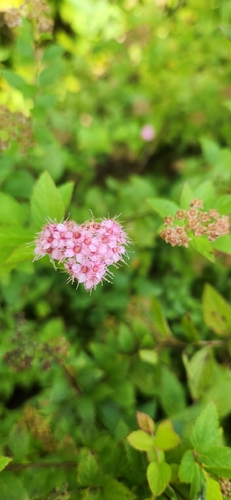 Japanese Spirea