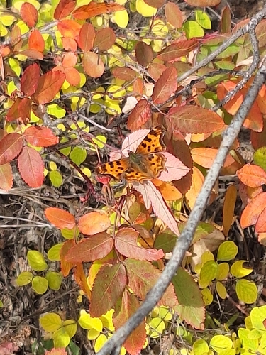 Satyr Comma