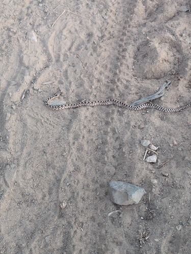 Gopher Snake