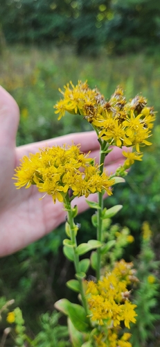 stiff-leaved goldenrod