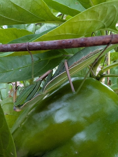 European Mantis