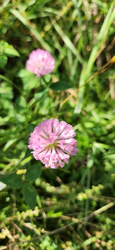 Red Clover