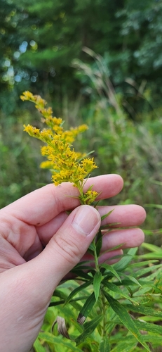 tall goldenrod