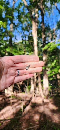 Spined Micrathena