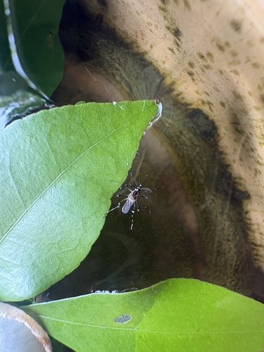Yellow Fever Mosquito