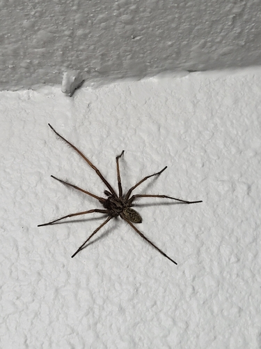Giant House Spider