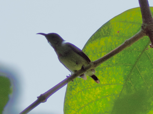 Fork-tailed Sunbird